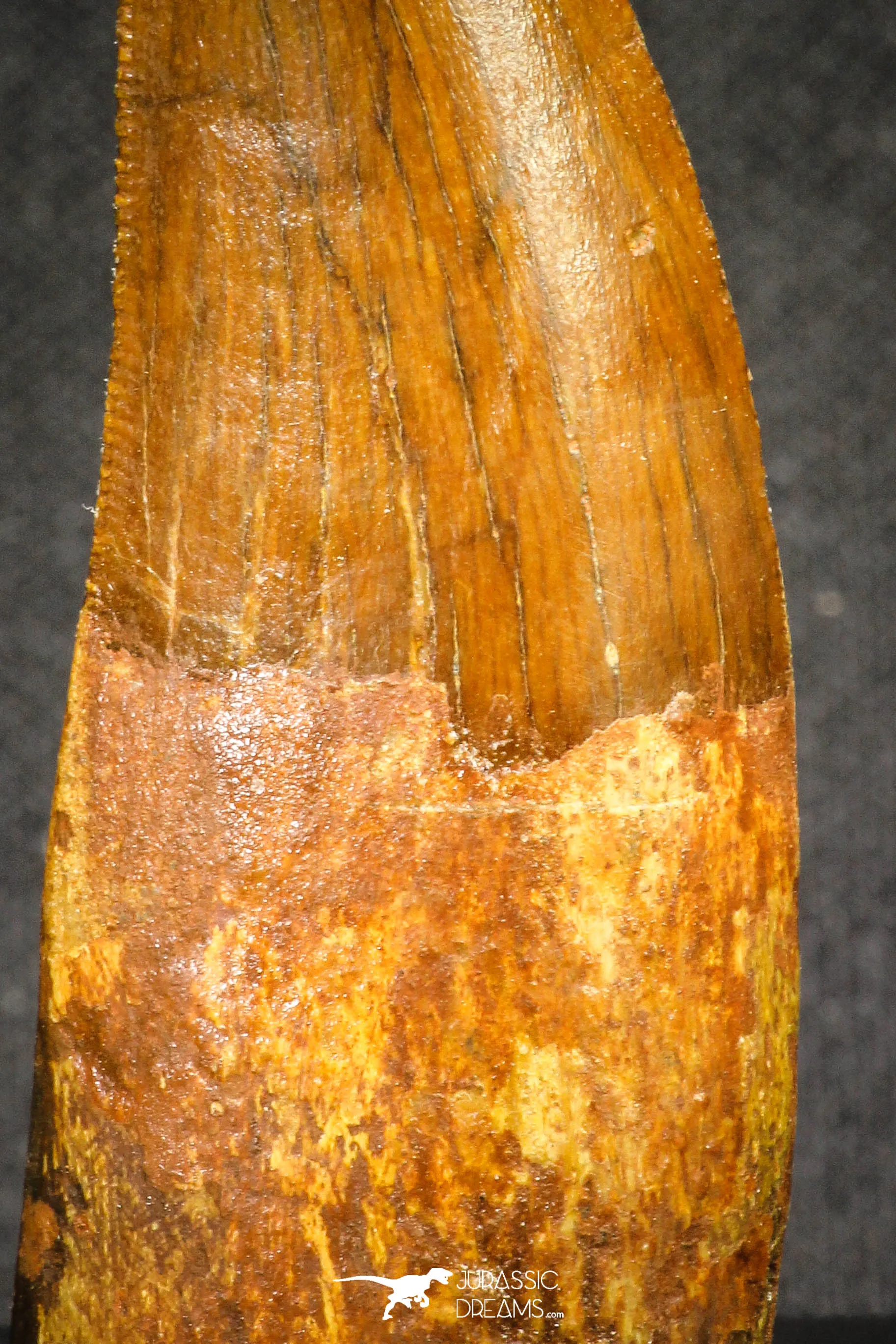 20110 - Great Serrated 2.42 Inch Carcharodontosaurus Dinosaur Tooth KemKem