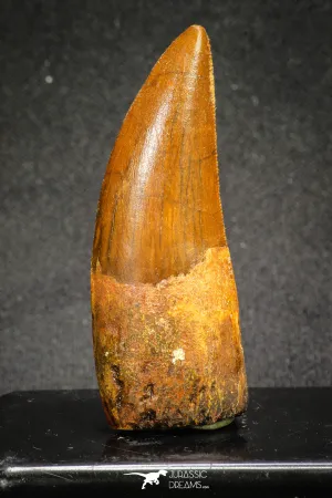 20110 - Great Serrated 2.42 Inch Carcharodontosaurus Dinosaur Tooth KemKem