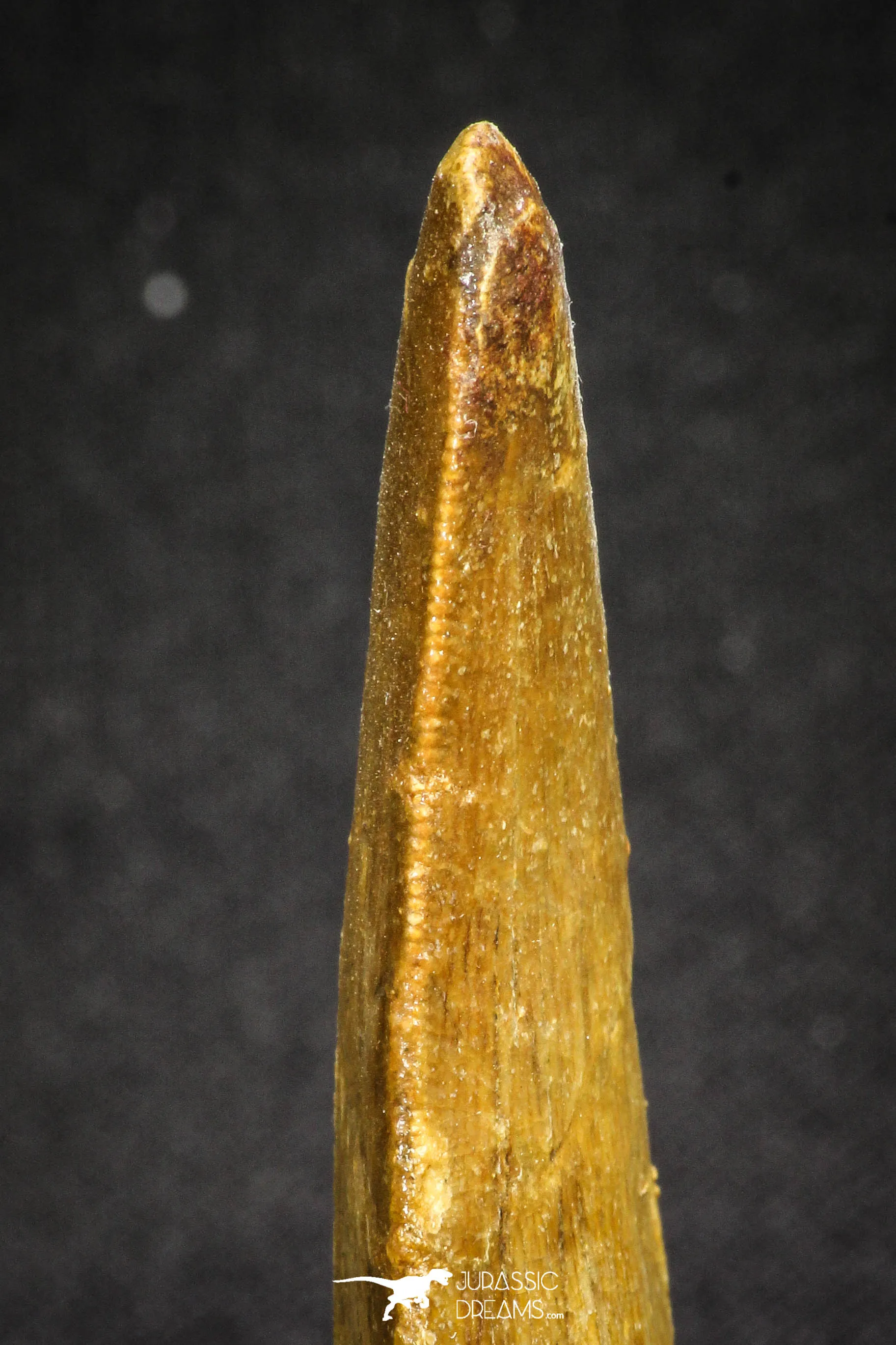 20111 - Great Serrated 2.50 Inch Carcharodontosaurus Dinosaur Tooth KemKem