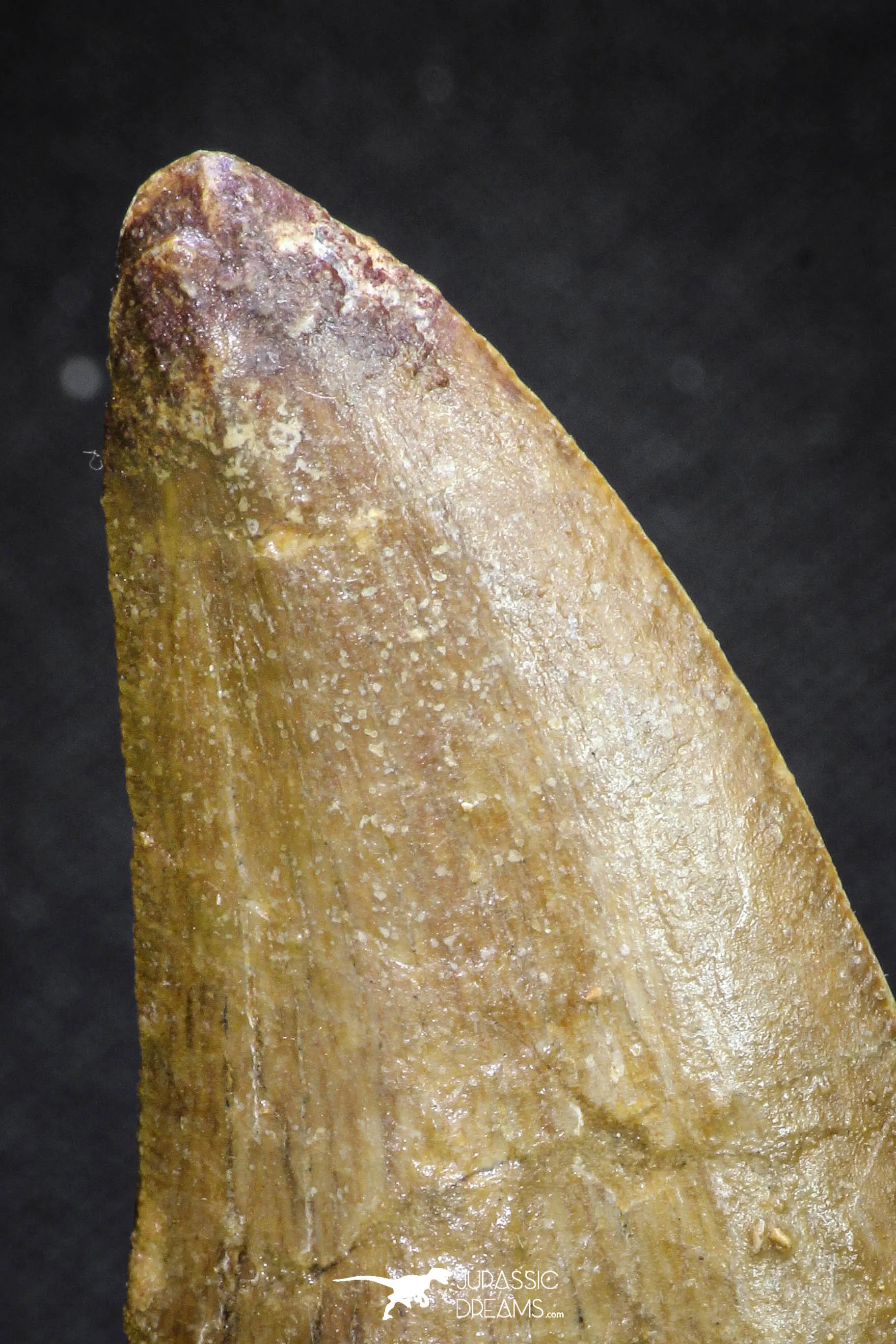 20111 - Great Serrated 2.50 Inch Carcharodontosaurus Dinosaur Tooth KemKem