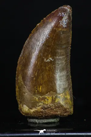 20166 - Great Serrated 1.59 Inch Carcharodontosaurus Dinosaur Tooth KemKem