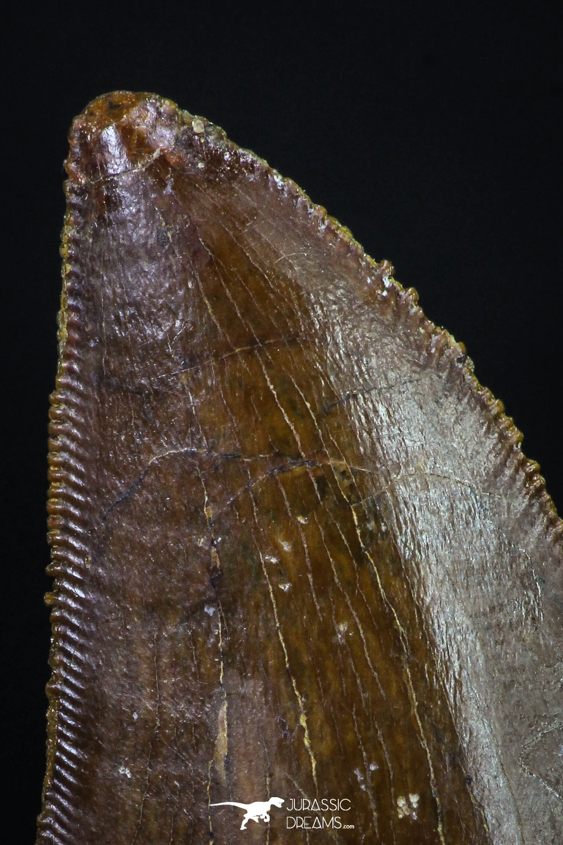 20166 - Great Serrated 1.59 Inch Carcharodontosaurus Dinosaur Tooth KemKem