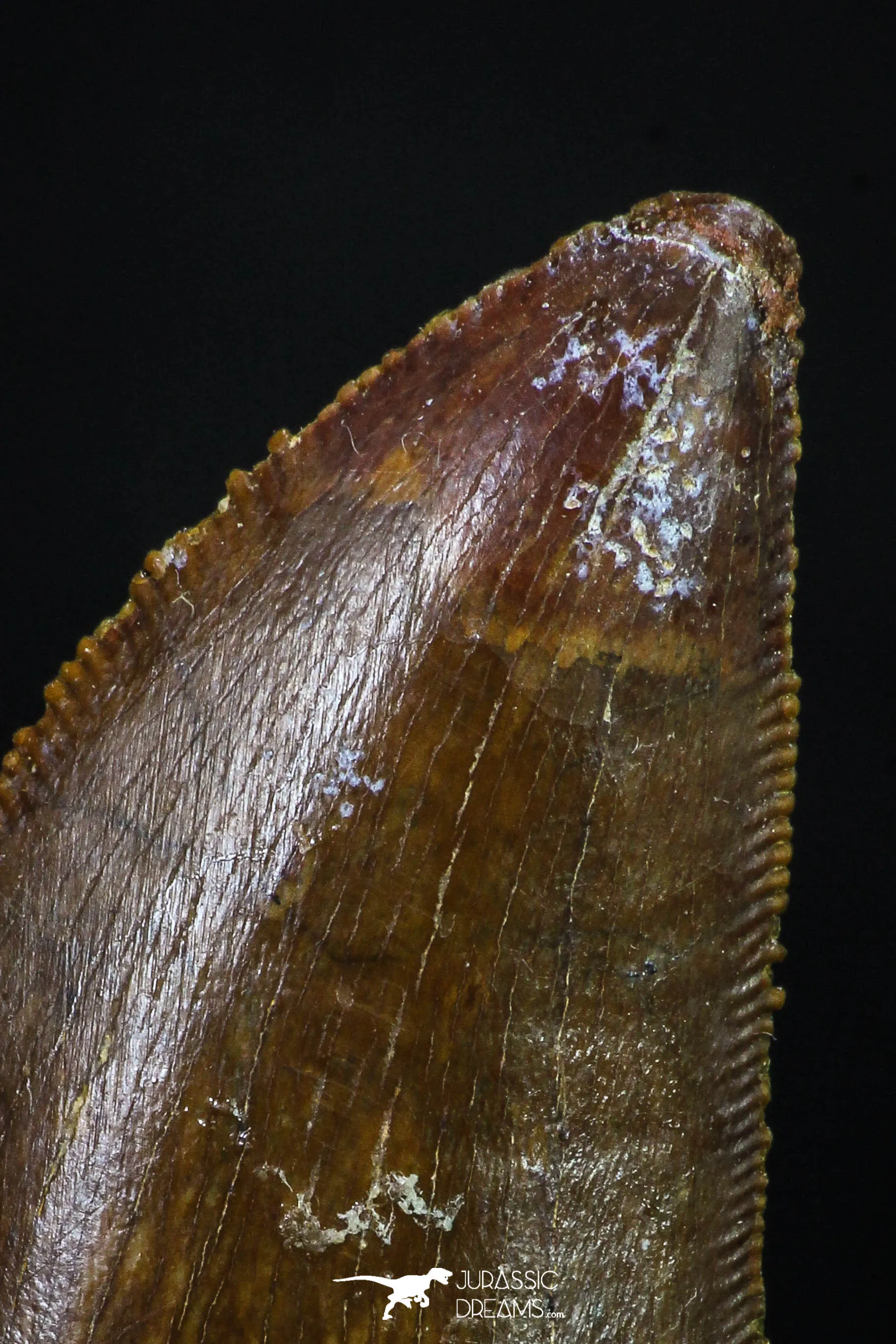 20166 - Great Serrated 1.59 Inch Carcharodontosaurus Dinosaur Tooth KemKem