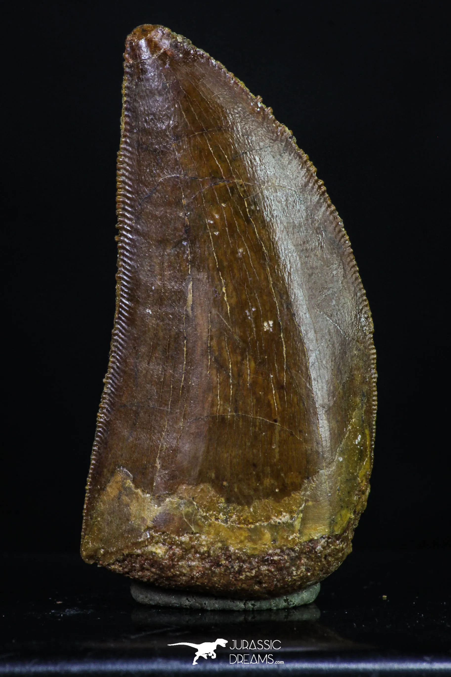 20166 - Great Serrated 1.59 Inch Carcharodontosaurus Dinosaur Tooth KemKem