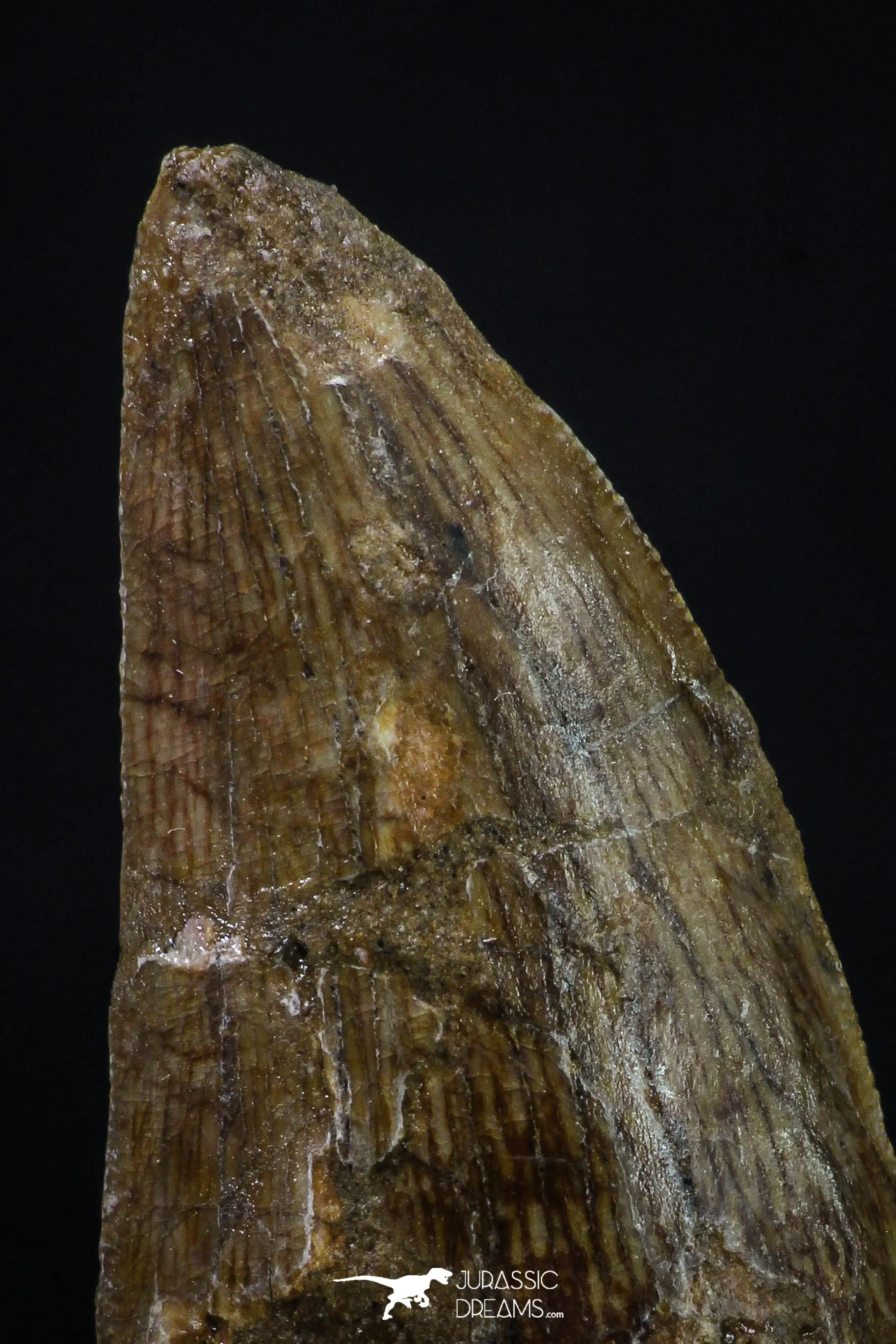 20261 - Great Serrated 2.46 Inch Carcharodontosaurus Dinosaur Tooth KemKem Beds