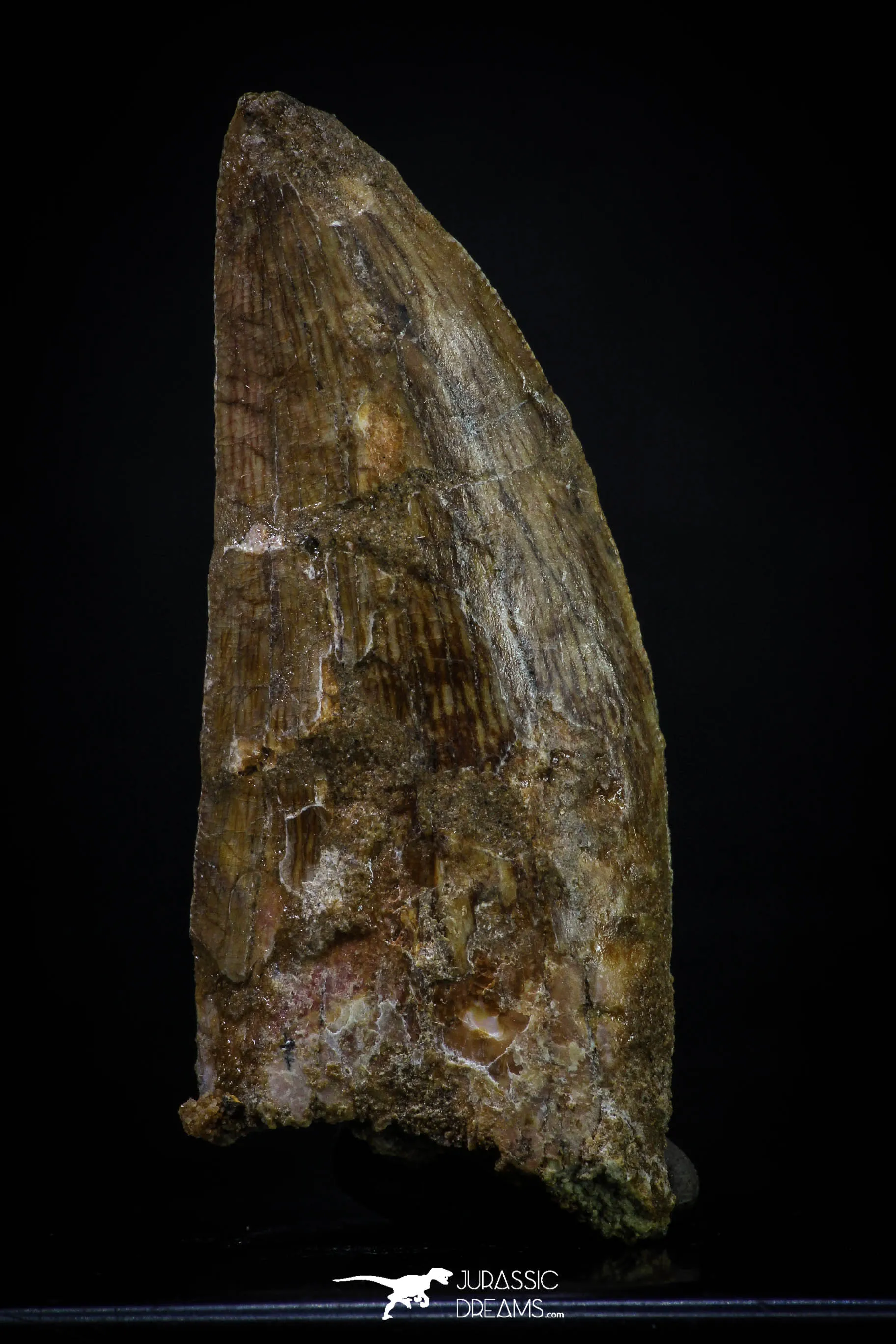 20261 - Great Serrated 2.46 Inch Carcharodontosaurus Dinosaur Tooth KemKem Beds