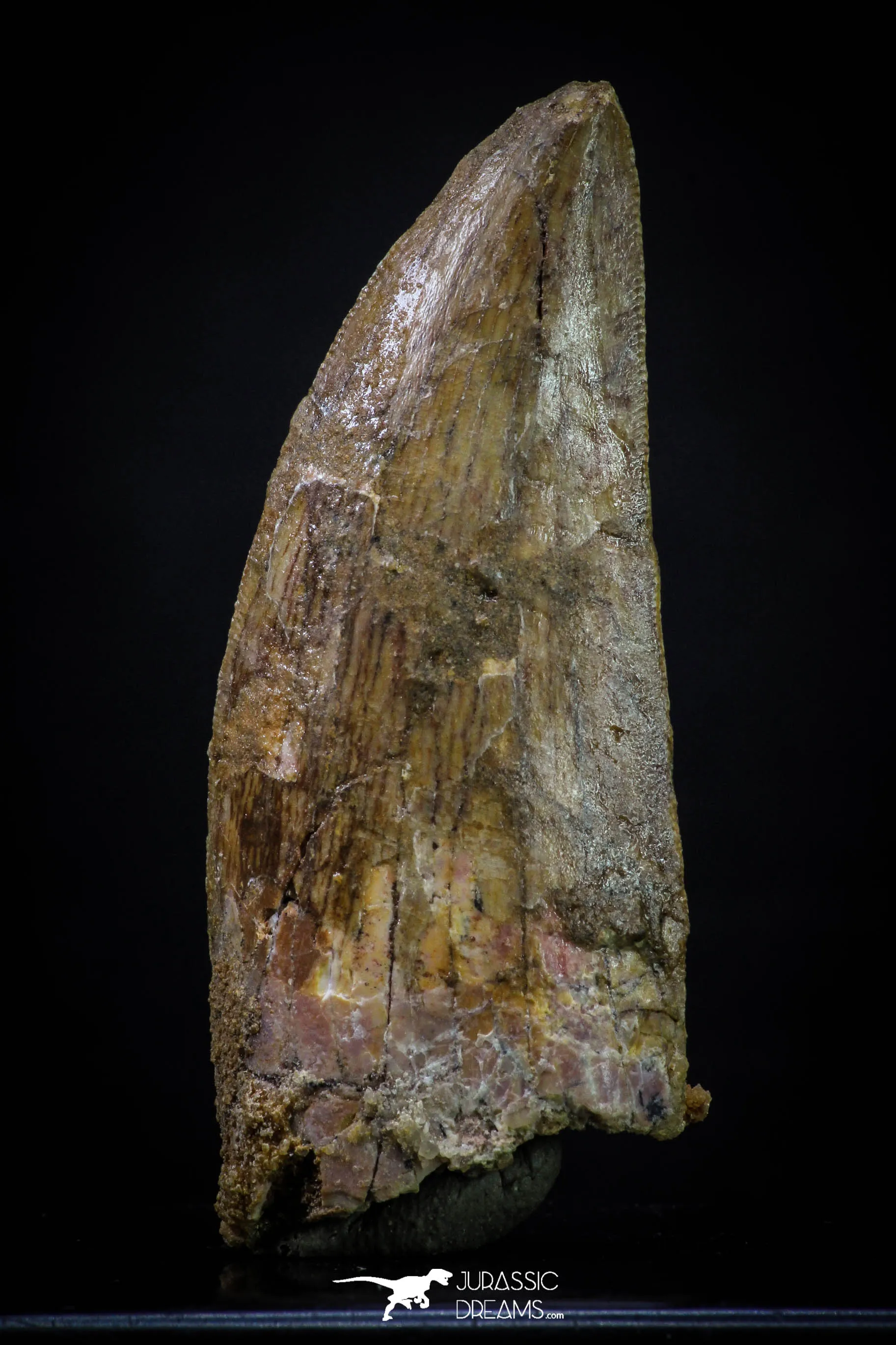 20261 - Great Serrated 2.46 Inch Carcharodontosaurus Dinosaur Tooth KemKem Beds
