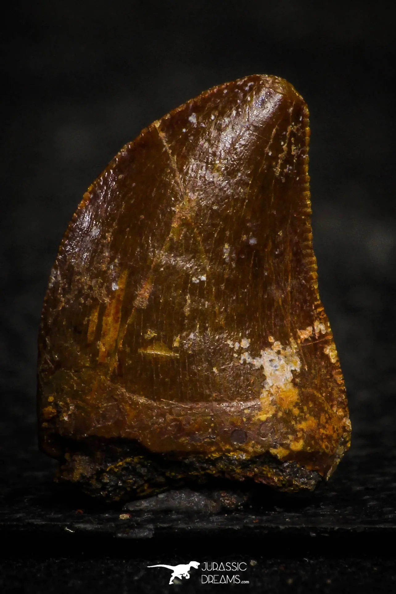 22315 - Nicely Serrated 0.58 Inch Juvenile Carcharodontosaurus Dinosaur Tooth KemKem