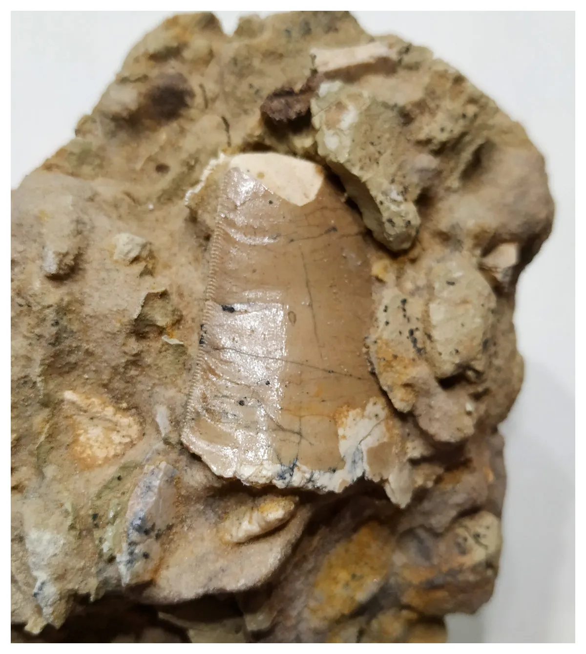 G47 - Great 1.61'' Carcharodontosaurus Dinosaur Tooth in Matrix Upper Cretaceous