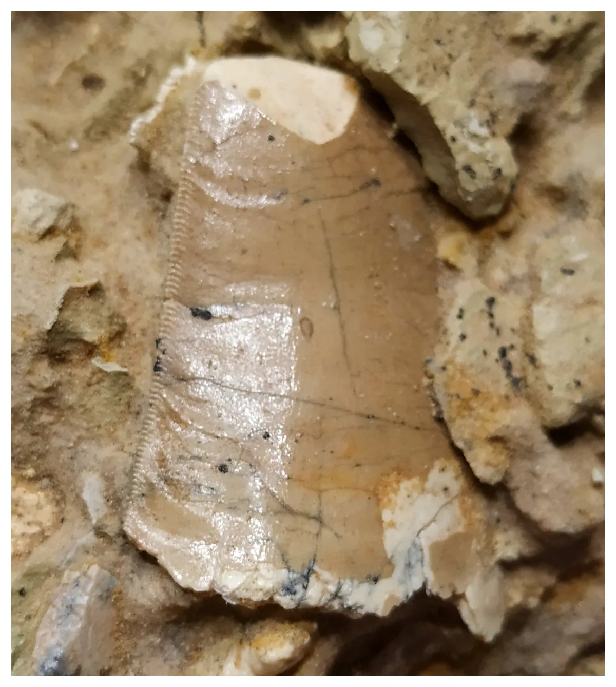 G47 - Great 1.61'' Carcharodontosaurus Dinosaur Tooth in Matrix Upper Cretaceous