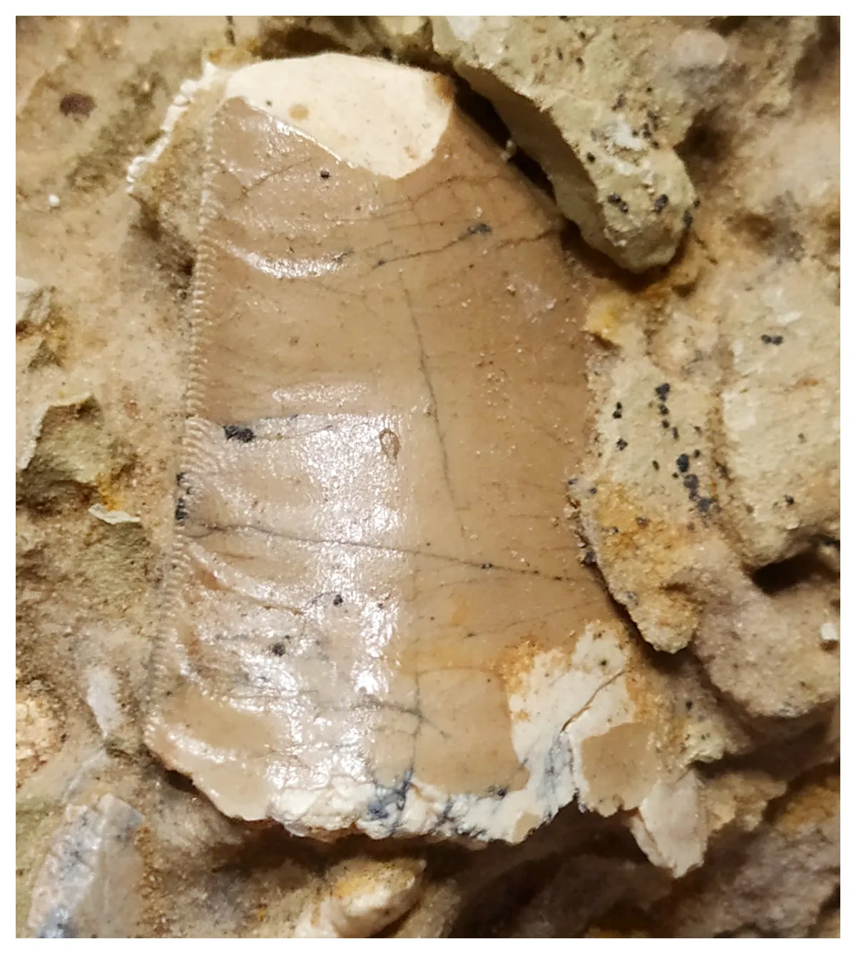 G47 - Great 1.61'' Carcharodontosaurus Dinosaur Tooth in Matrix Upper Cretaceous
