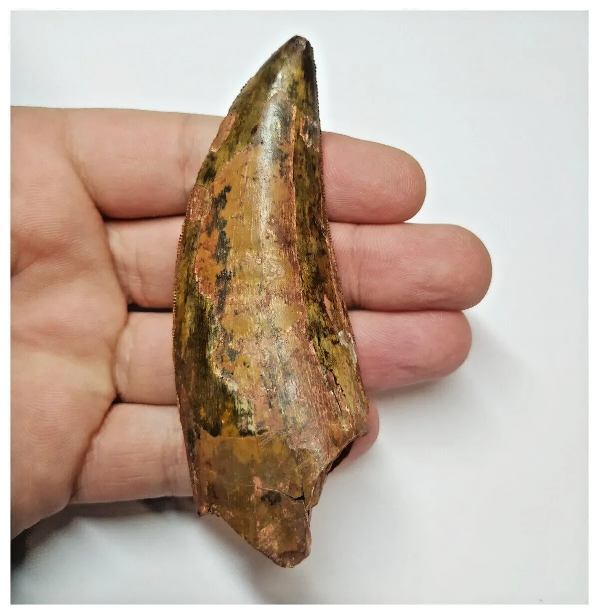 T52 - Gem Grade 3.54 Inch Carcharodontosaurus Dinosaur Tooth - Cretaceous KemKem